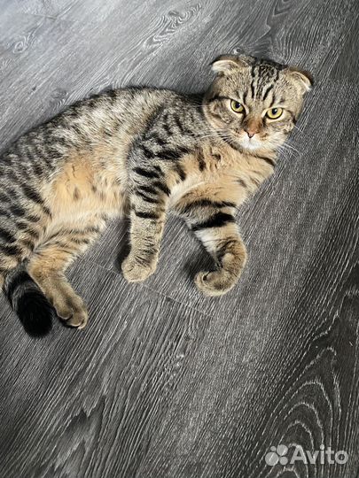 Шотландский кот вязка