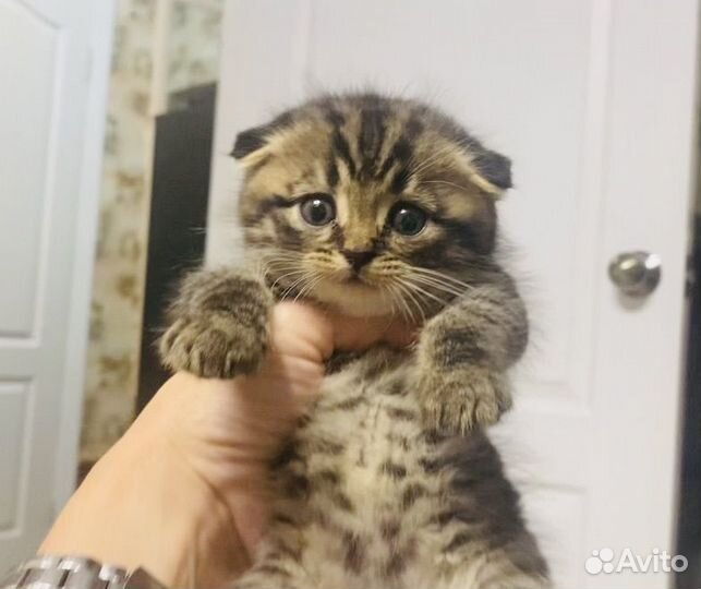 Плюшевые малыши
