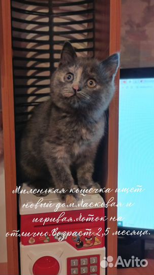 Кошечка в добрые руки