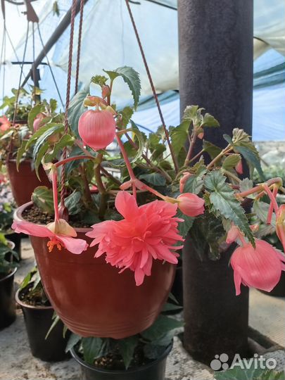 Бегония Беллекония ампельная