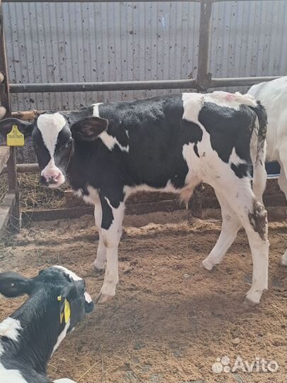 Телята бычки