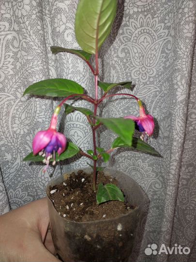 Фуксия