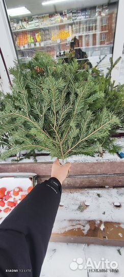 Еловые ветки