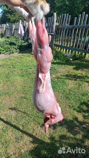 Калифорнийские кролики