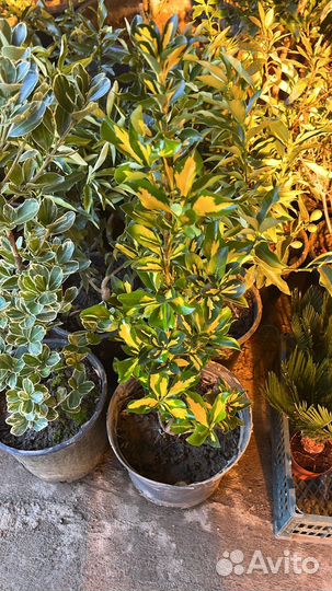 Бересклет японский