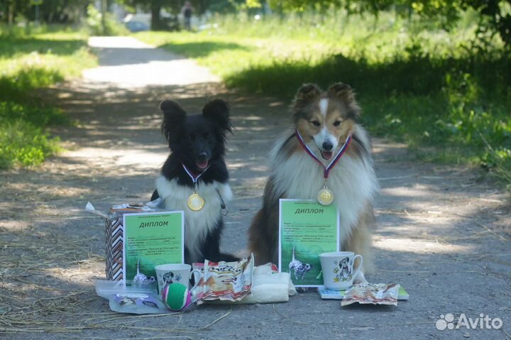 Шелти в Рязани