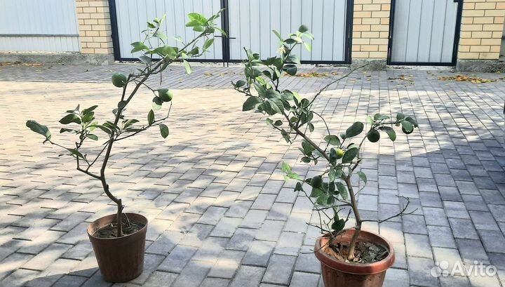 Лимонные деревья с плодами