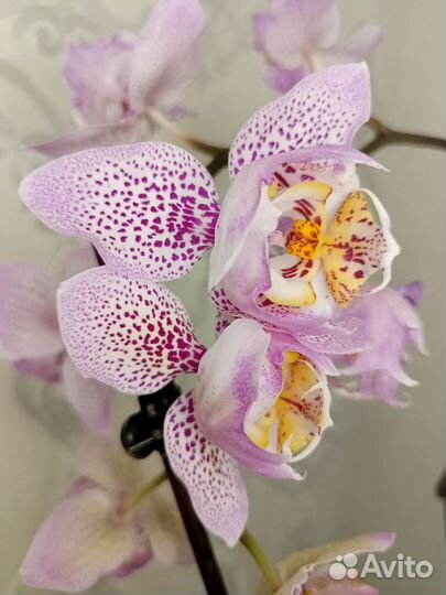 Орхидея фаленопсис Сого Даймонд