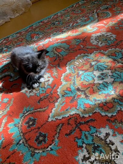 Котята в добрые руки бесплатно