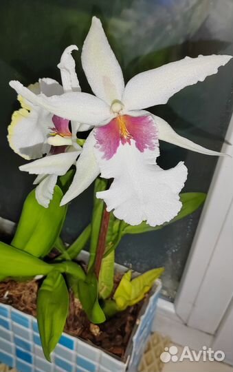 Орхидея камбрия