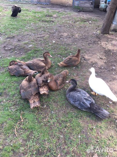 Индоутки (Красный бык) на племя