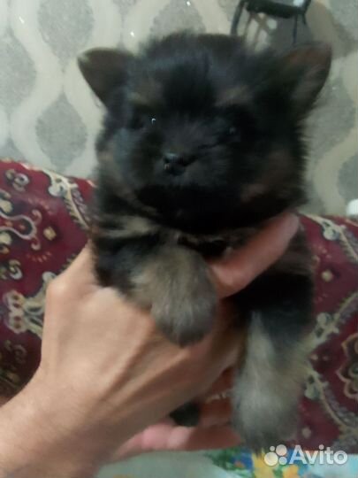 Щенки шпица