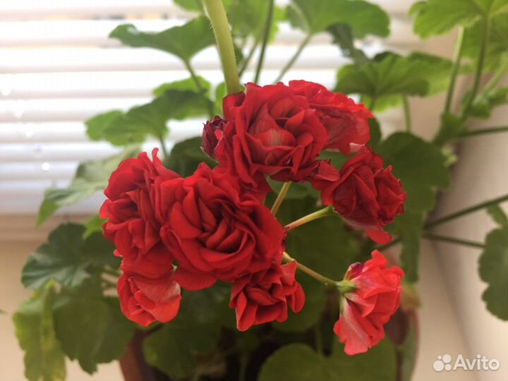 Герань пеларгония