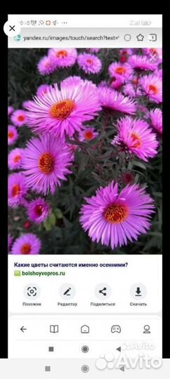Астра многолетняя