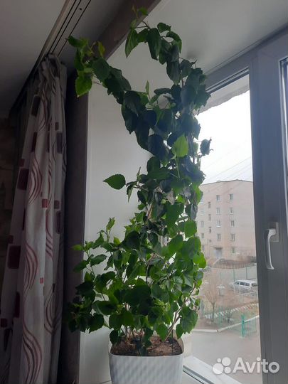 Гибискус китайская роза