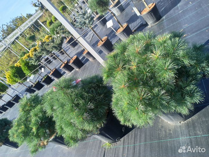 Ель Бергманс Мини С25 Н60см