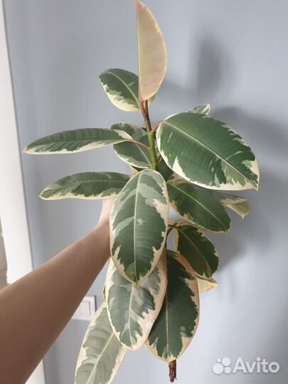 Фикус эластика тинеке