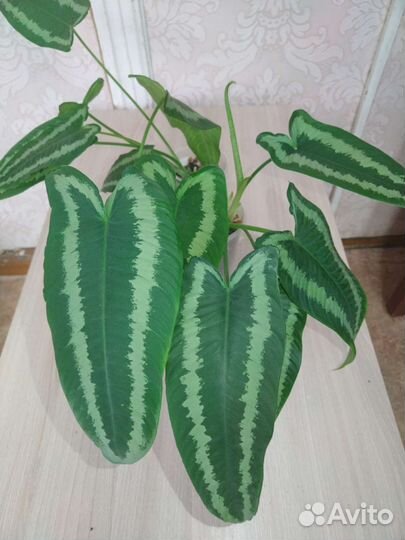 Шизматоглоттис