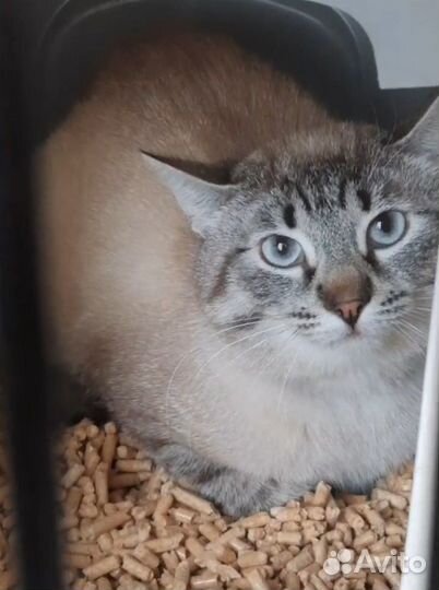 Отдам кота в добрые руки