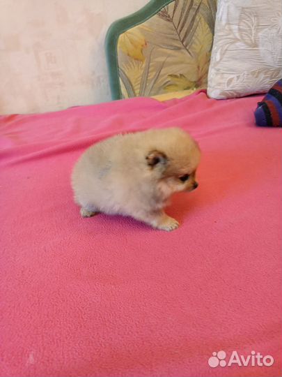 Девчули-красотули