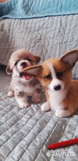 Роскошные щенки вельш корги пемброк