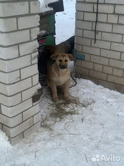 Собака щенок бесплатно в добрые руки