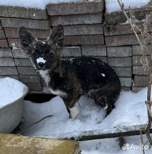 Тушканчик ищет дом