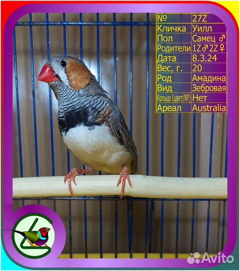 Амадина зебровая