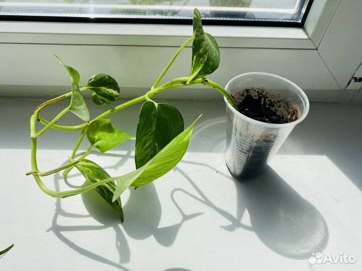 Эпипренум золотистый