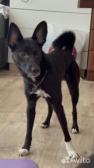 Ласковая девочка в добрые руки