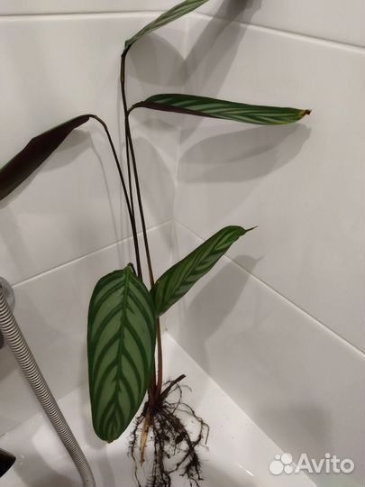 Ктенанта, монстера манки