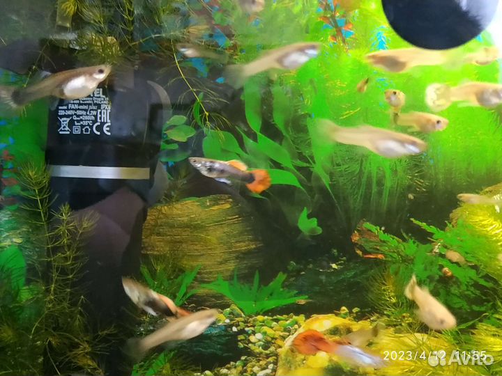 Малек гуппи и Роголистник