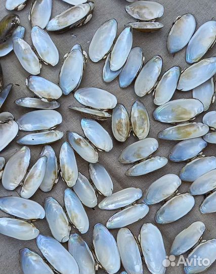 Ракушки мидии для поделок