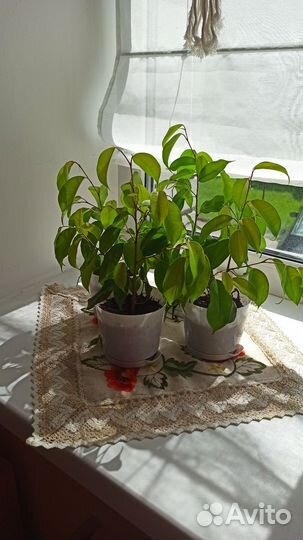 Фикус бенджамина