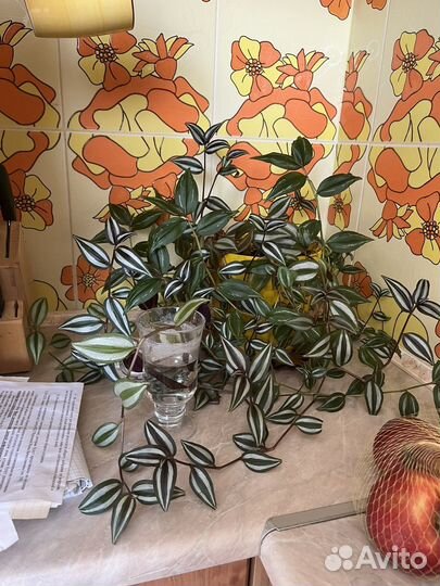 Комнатные цветы разные