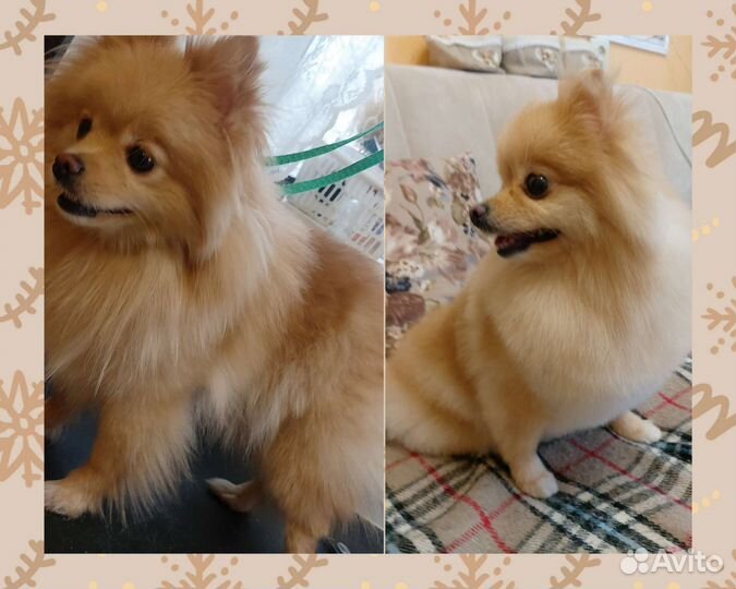 Груминг стрижка собак мелких пород