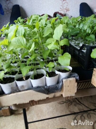 Рассада помидор