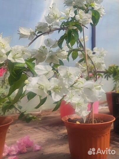 Рассада цветов для сада и дома