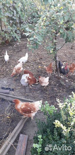 Куры несушки