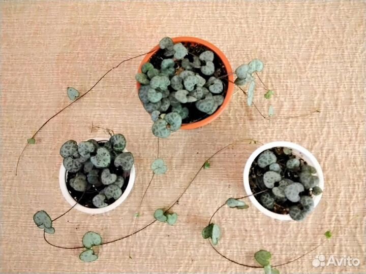 Суккуленты сортовые комнатные растения