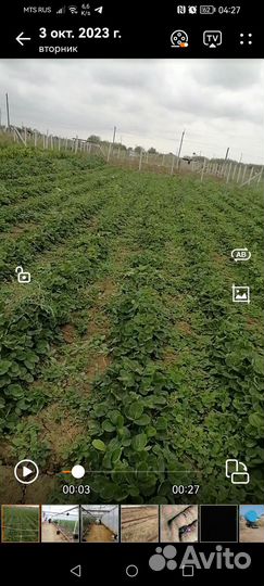 Рассада клубники азия +