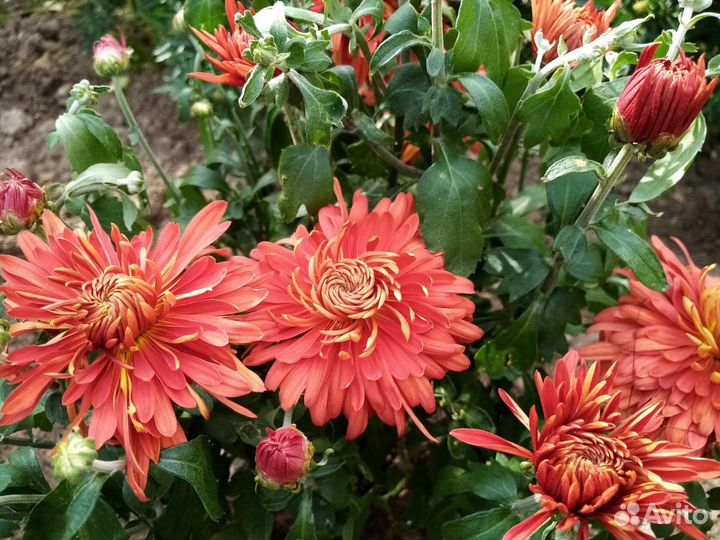 Хризантема корейская,мультифлора