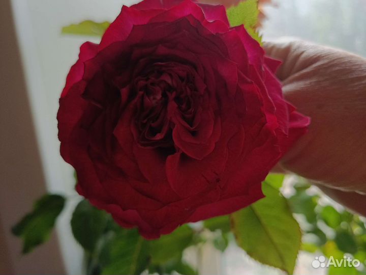 Роза эсмеральда