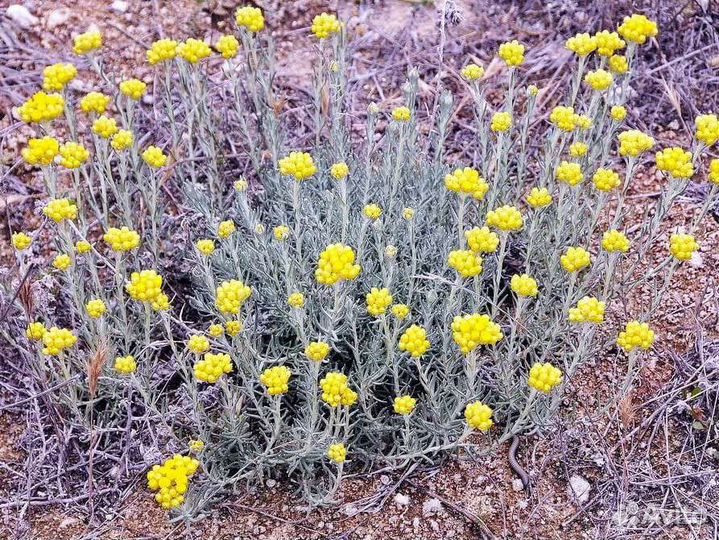 Цмин итальянский (гелихризум) (саженцы)