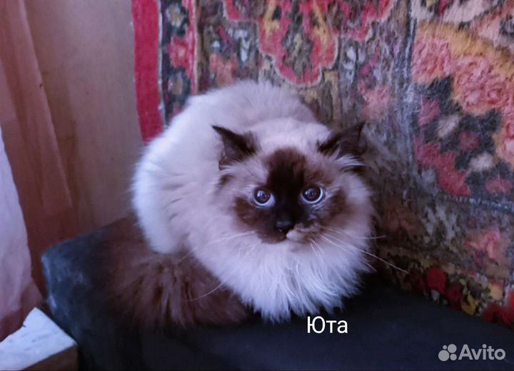 Невские Маскарадные кошки