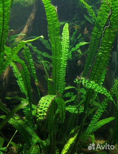 Неончики, аквариумные рыбки, корма, раки, креветки