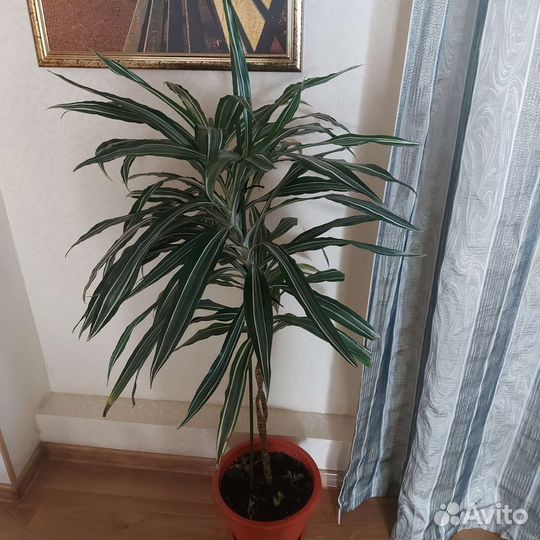 Пальма драцена