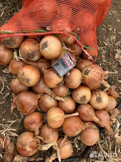 Лук крупный