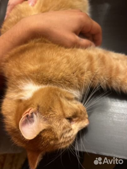 Ветеринарный врач выезд на дом