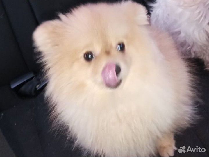 Померанский Шпиц (Мини девочка)